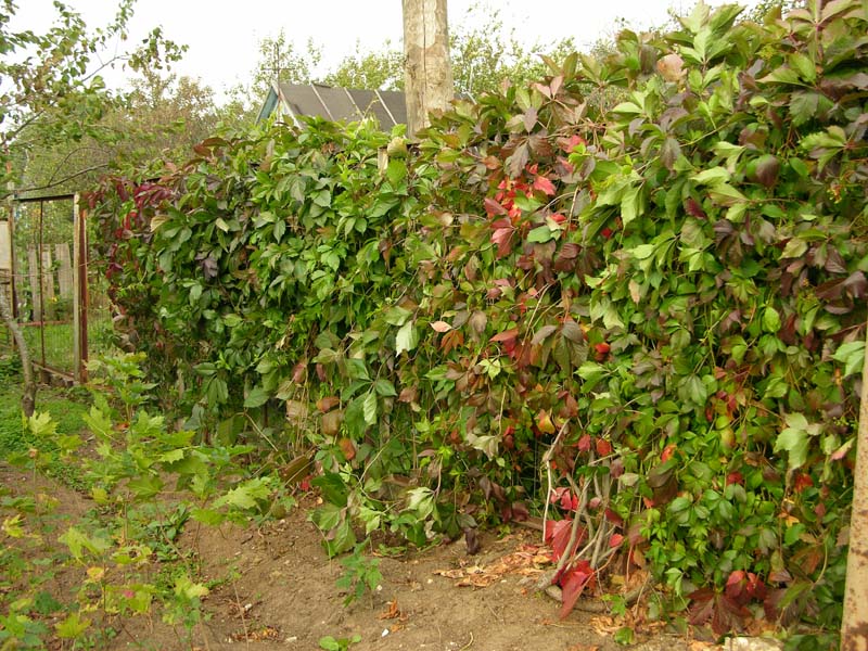 Живые изгороди с помощью винограда можно очень легко закрепить