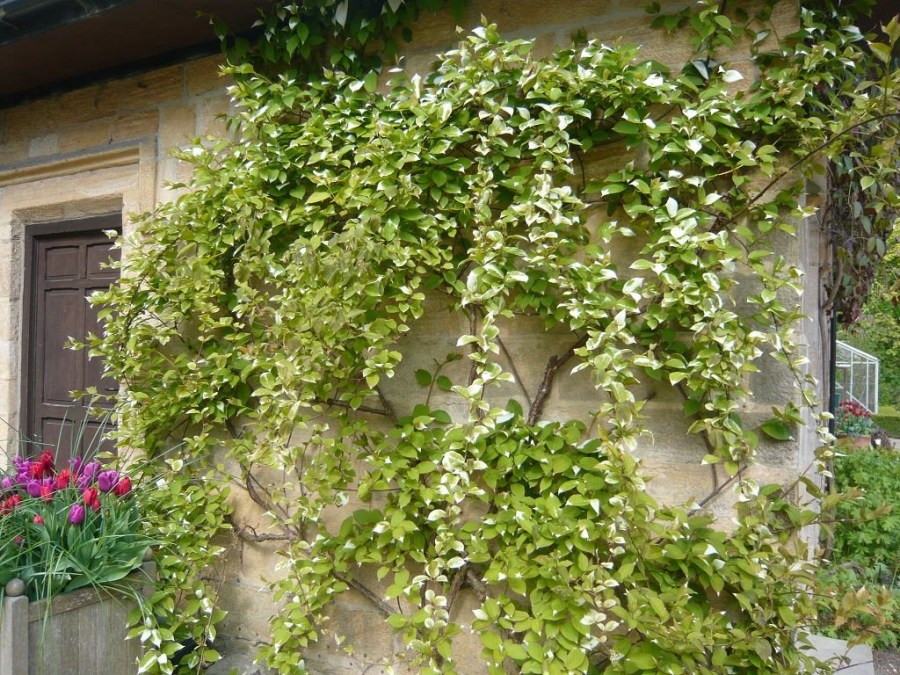 Лианы для сада: многолетние и морозостойкие растения для украшения сада