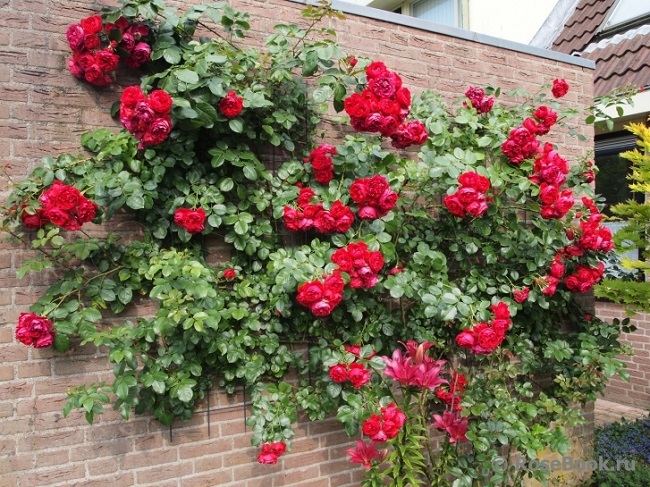 флорентийские плетистые розы