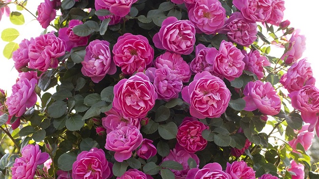 аллегро плетистые розы