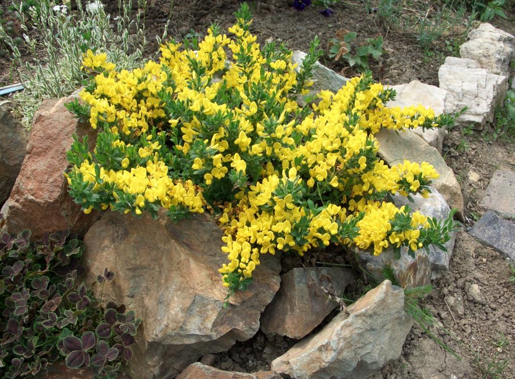 Кустарник с желтыми цветами в обрамлении камней