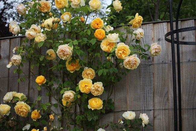 плетистые розы Саммерголд