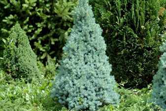 68ойч- Грей Сандерс Блю (Picea glauca Sanders Blue)