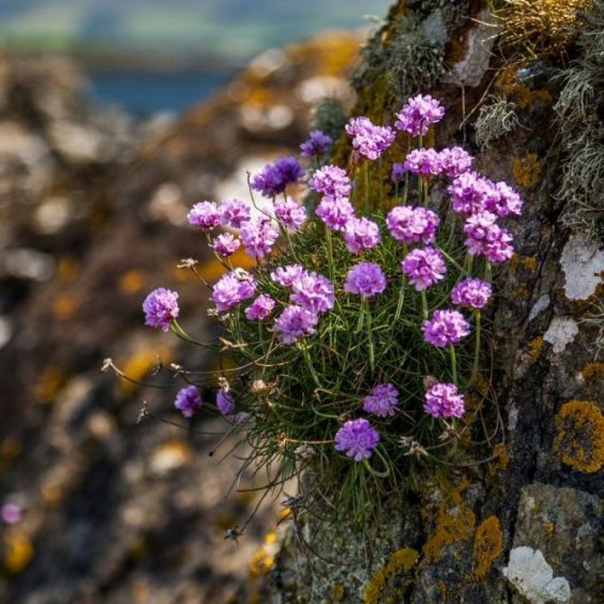 Многолетние цветы для альпийской горки
