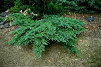 Juniperus sabina Rockery Gem С2-3.86
